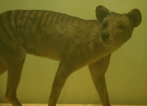 Smithsonian Thylacine
