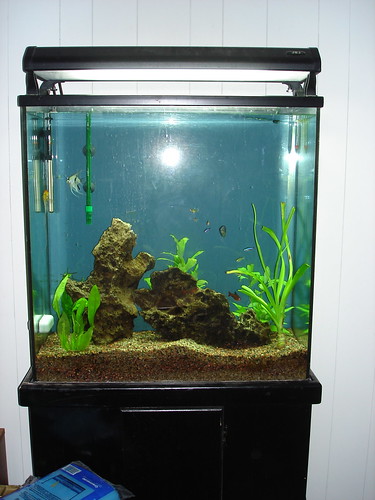 common fish tank plants. fish tank plants