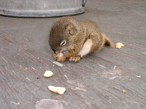 baby squirrel closeup2 -  workbench 5-26-05