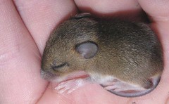ssttt! little baby-mouse, sleeping on my hand