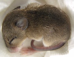 little mouse, still sleeping