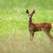 Baby Roe Deer
