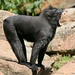 Sulawesi Black Crested Devil