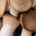 mushrooms at the market