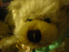 Macro Teddy Bear