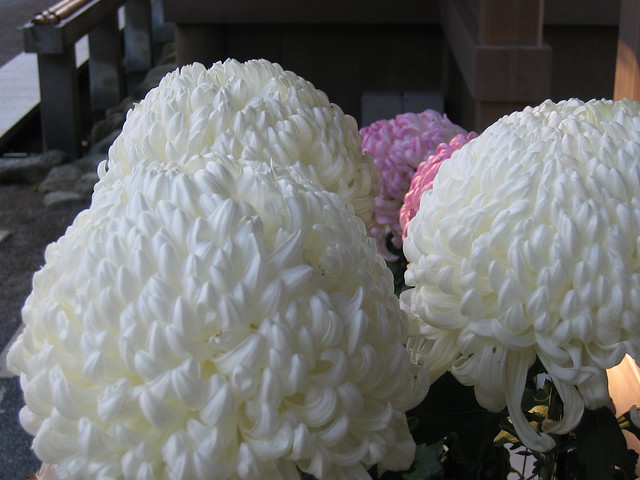 Mishima Chrysanthemums