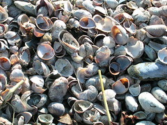 Atlantic slipper shells