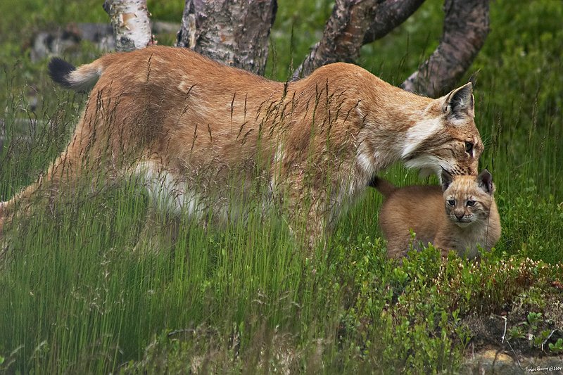 Lynx and cub.