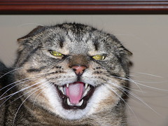 Angriest Cat on Flickr?