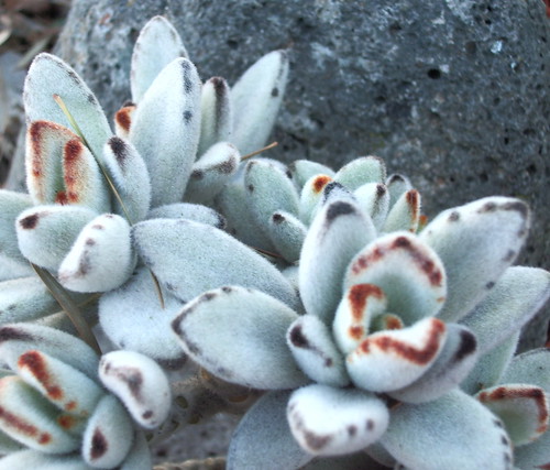 furry succulents and volcanic rock by LauraElaine