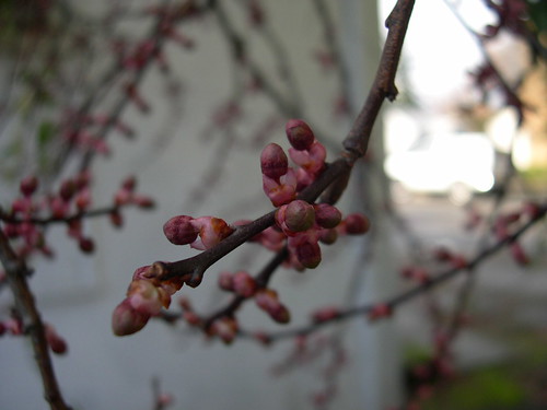 february cherry