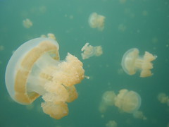 JellyFish by cinz (via Flickr)