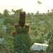 Penis-shaped cactus by The Kitten's Toe