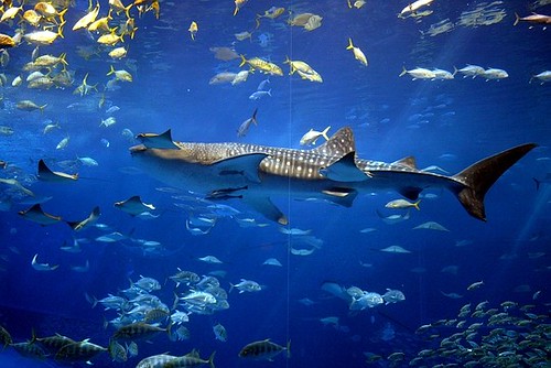 Tiburón Ballena en Okinawa Churaumi Acuario