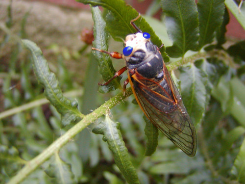 Blue eyed Cicada