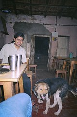 Dog at Bobby Dhaba