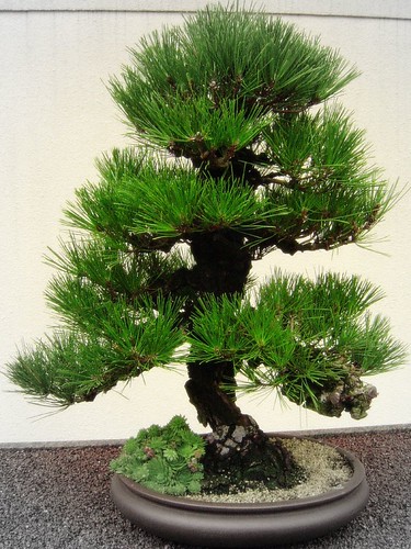 Black Pine by Paolo.Pace, on Flickr