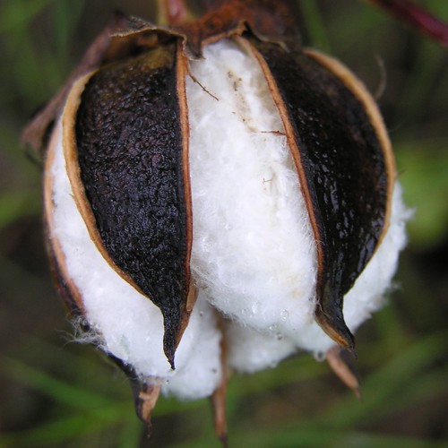 Boll is Opening to Reveal the Cotton