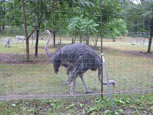 Two-Headed Ostrich