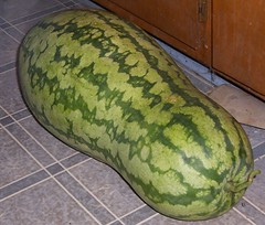 odd-shaped watermelon like this could soon become fuel. photo by General Wesc via Creative Commons