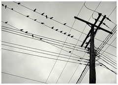 Pigeons - by elston