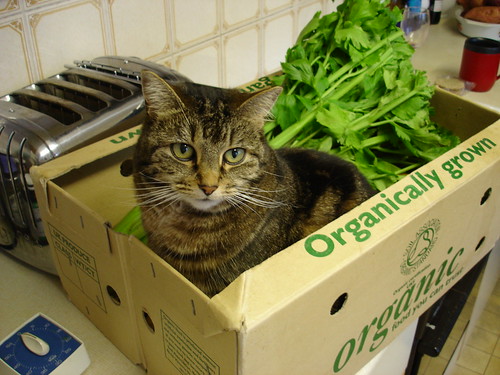 The Organic Cat by WJCruttenden