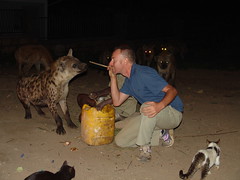 Feeding a hyena with meat at the end of a stic...