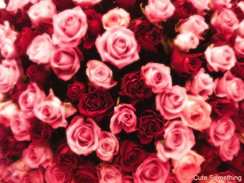 cute roses