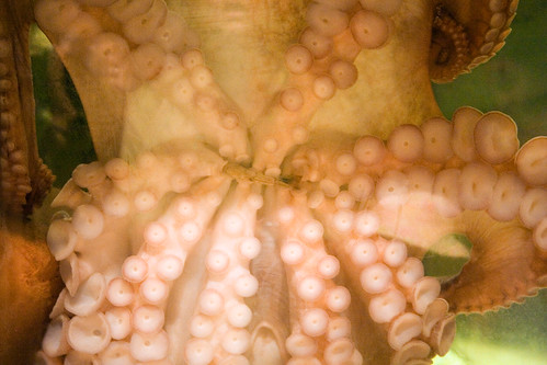 Октопод једе шкољку (фото Lance McCord)