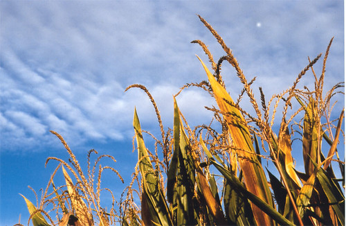 Corn fields - foto di Vermario