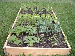 Square Foot Garden Bed by mlwhitt on Flickr