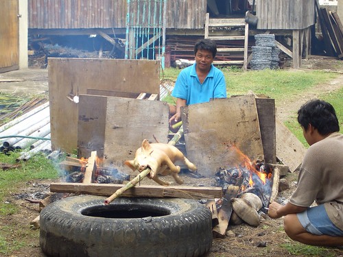 Philippines,Pinoy,Filipino,Pilipino,Buhay,Life,people,pictures,photos,rural, man, traditional, men roasting lechon sitting looking pig litson roast baboy