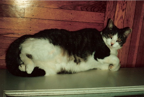 Pogo, my fat kitty
