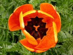 Tulipa cv (Liliaceae)