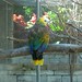vincy parrot