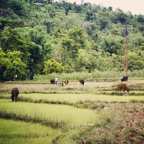   ... 2009   ...      ... #Travel #Memories #2009 #Nepal        ...      #Country #Rural #District #Normal #Ordinary #Life #Rice #Field #Cows #Peoples #Pastoral #Scenery ©  Jude Lee
