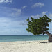 Aruba Divi Tree - Eagle Beach