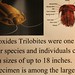 National Aquarium Trilobite Info