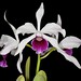 Laelia purpurata hybrid – Don Rosenstock