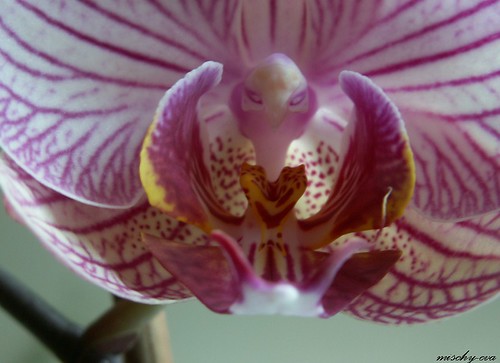 Прикольные фото: орхидеи-пришельцы