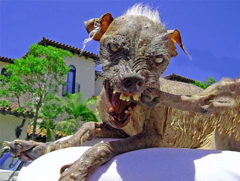 ugliest dog in the world photo