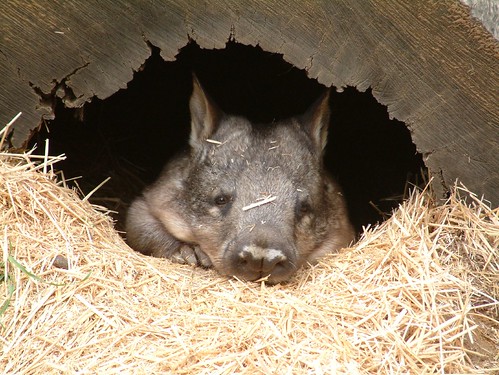 Peekaboo wombat