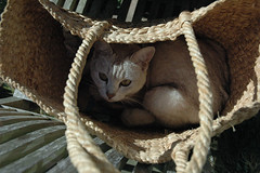 Lilith in a basket