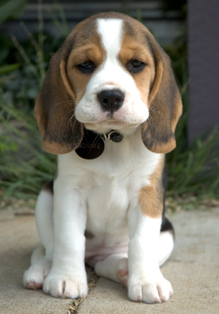 bonnie the beagle photo