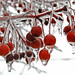 Icey Elyria berries