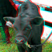 3D-07-27-08-0052ab nice baby calves