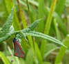 cinnebar moth