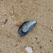 centered mussel