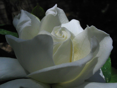 Featured image of post Grand Gardenia Plant / I too am waiting for my gardenia thunbergias to bloom.
