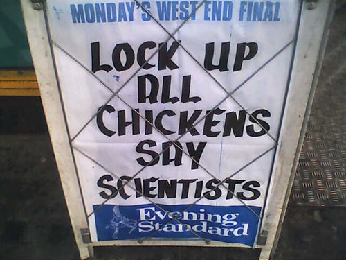 Lock Up All Chickens Say Scientists di LinkMachineGo